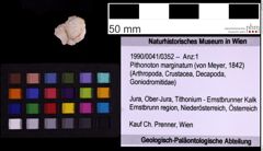 Foto (Objekt + Etiketten) von Pithonoton marginatum (von Meyer, 1842) (NHMW-GEO-1990-0041-0352)